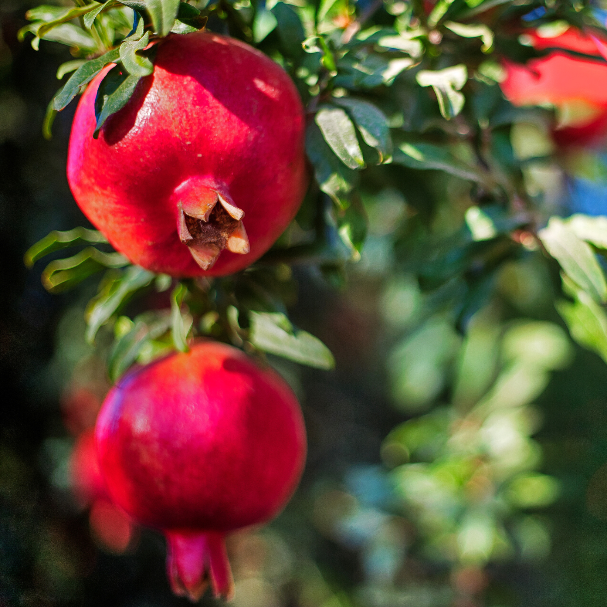 arbre_grenades_florae_cosmetiques