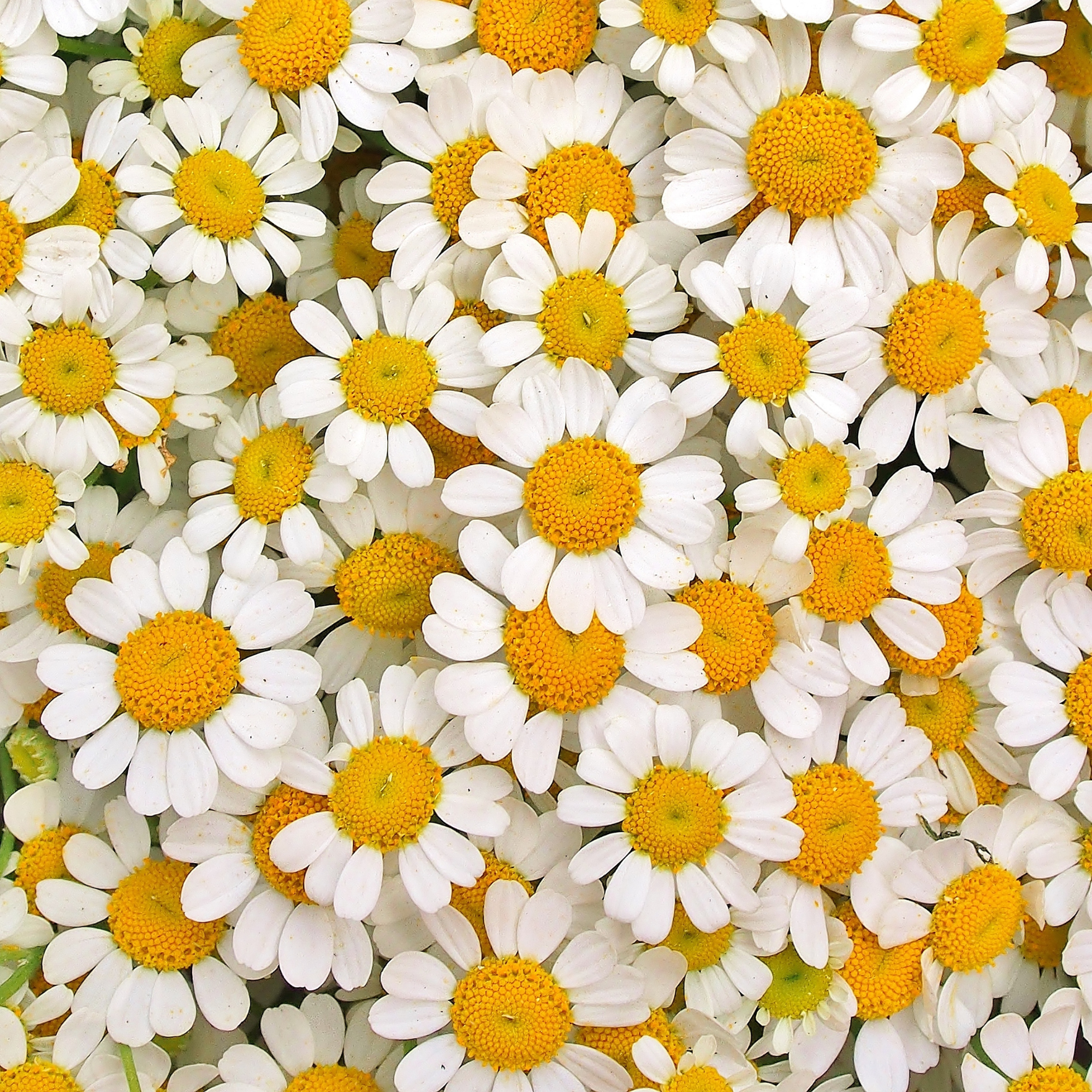 actif naturel provenant de la plante candeia, que l'on voit sur l'image. Le Bisabolol, contenu dans les cosmétiques FLORAE