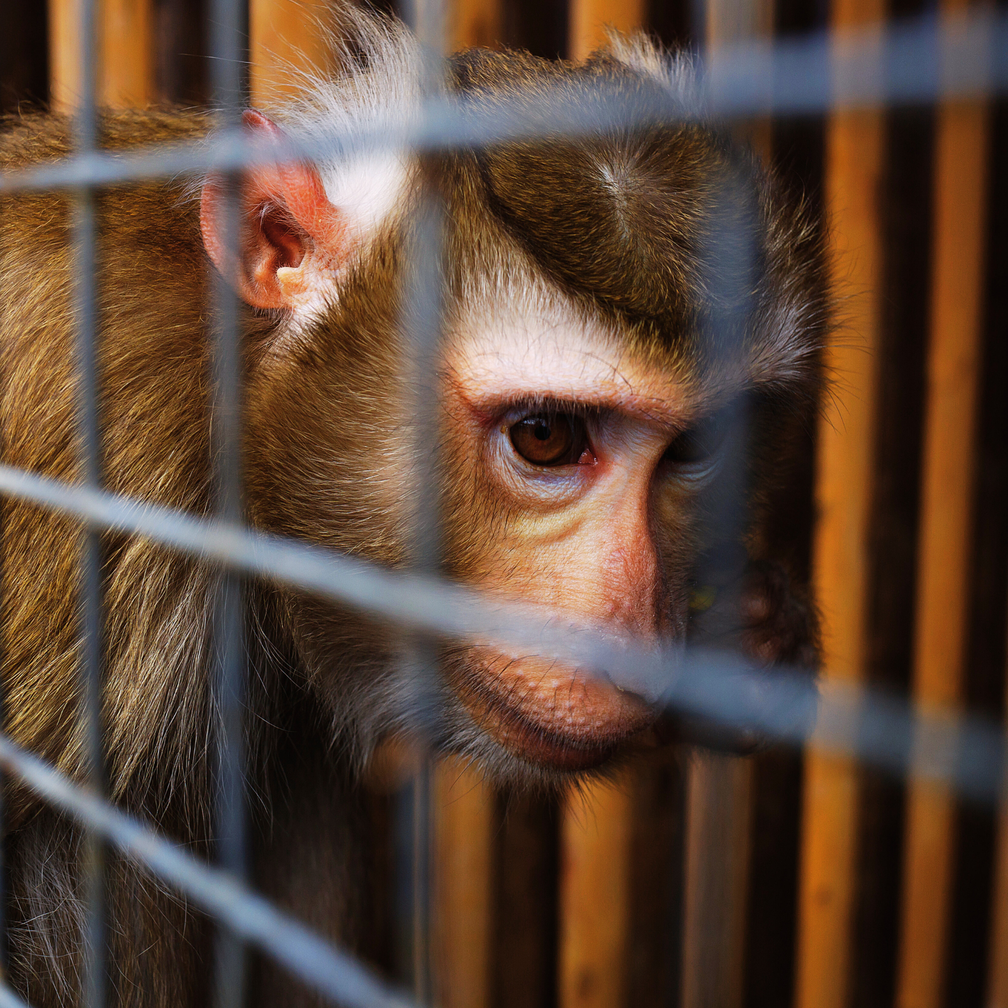 Singe derrière les barreaux d'une cage. Maltraitance des singes, exploitation animale