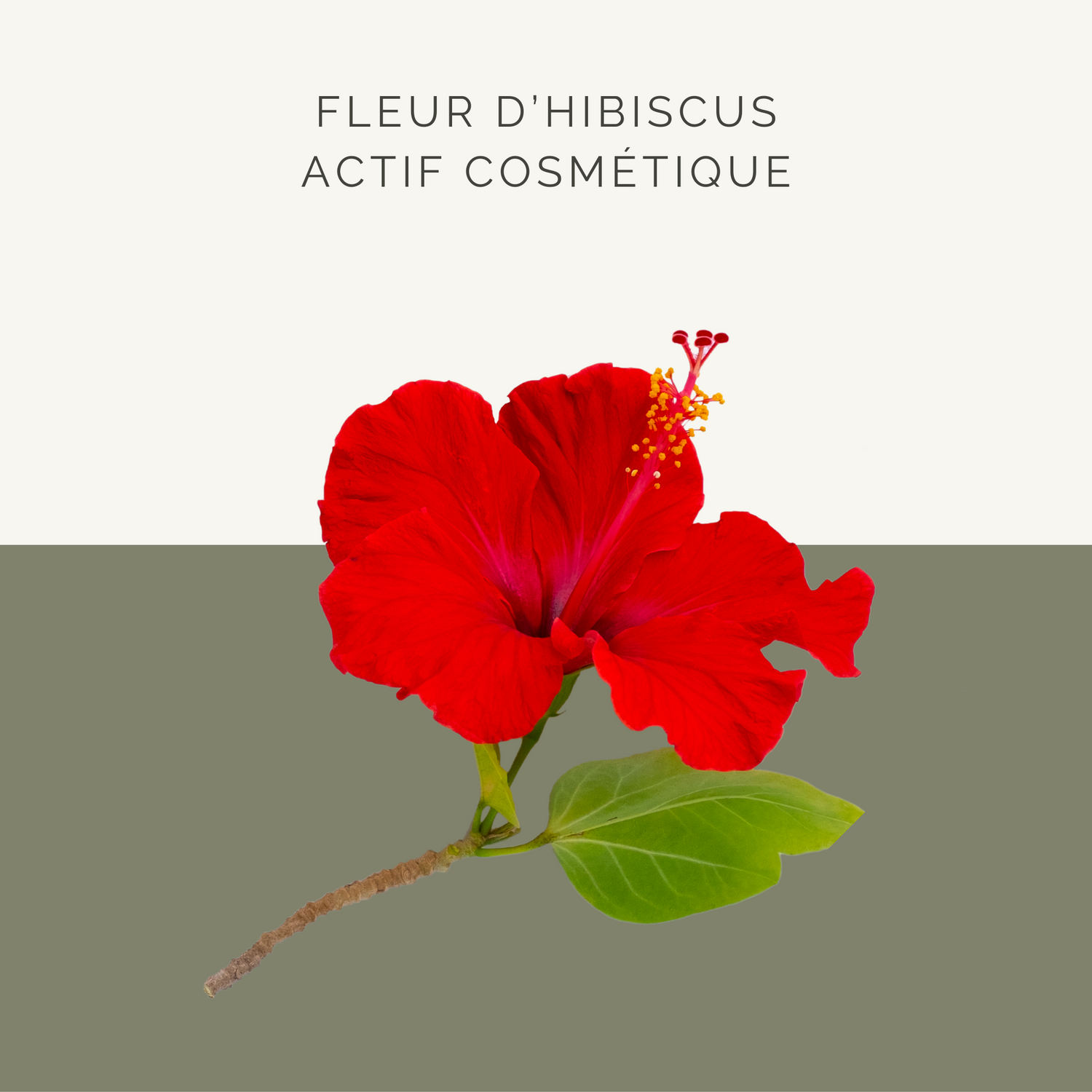 L'Hibiscus Actif Cosmétique