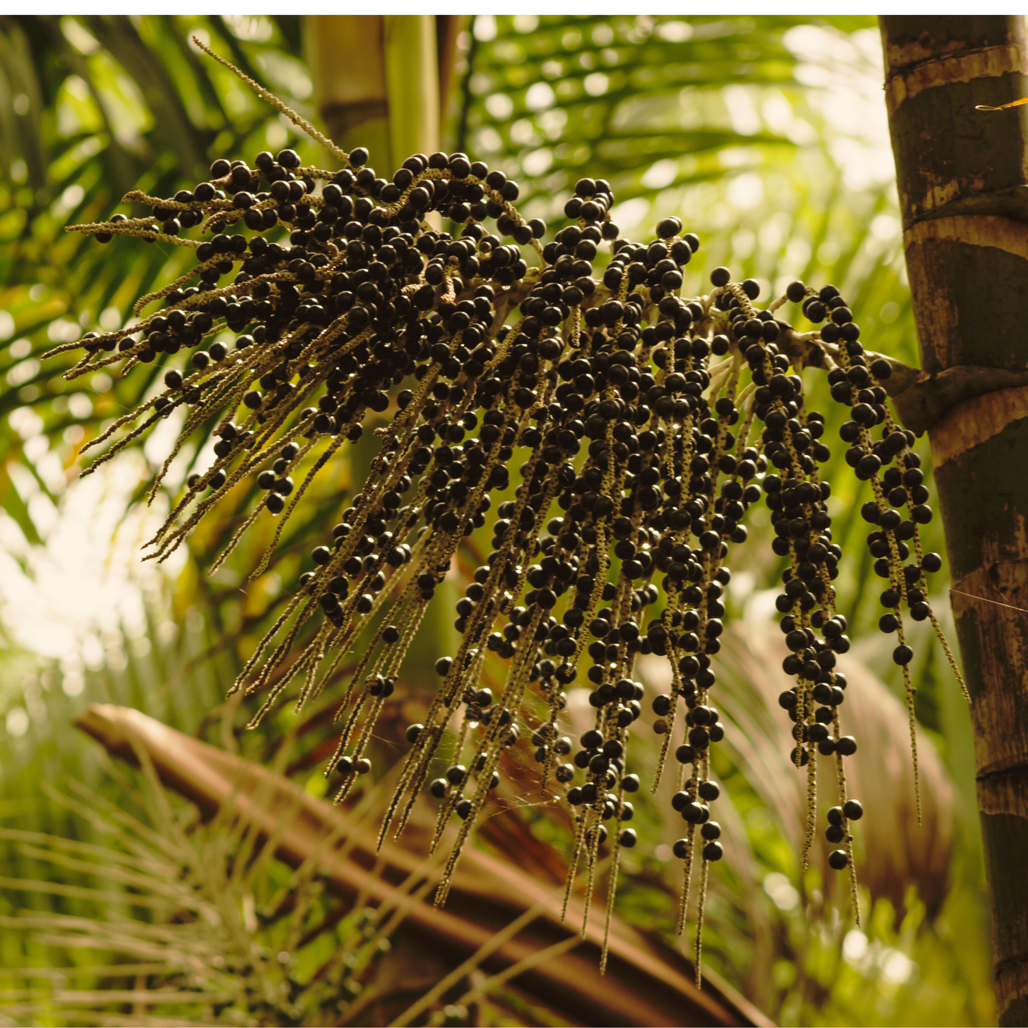 Les Phytostérols d'Açaï : Un Ingrédient Naturel de Luxe pour vos Lèvres!